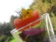 Geräucherter Lachs auf Pumpernickelsalat.jpg