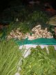Thailand 2007 8.jpg